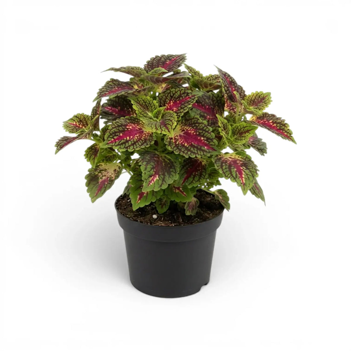 Medium Coleus ‘Stained Glassworks Spacecake’ with burgundy-pink centres and green margins in a black nursery pot.