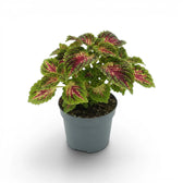 Medium Coleus ‘Stained Glassworks Spacecake’ with a rounded crown of pink-marked green leaves in a grey nursery pot.