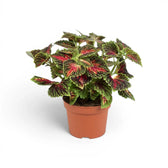 Medium Coleus ‘Stained Glassworks Spacecake’ with open branching and spreading magenta-and-green foliage in a terracotta pot.
