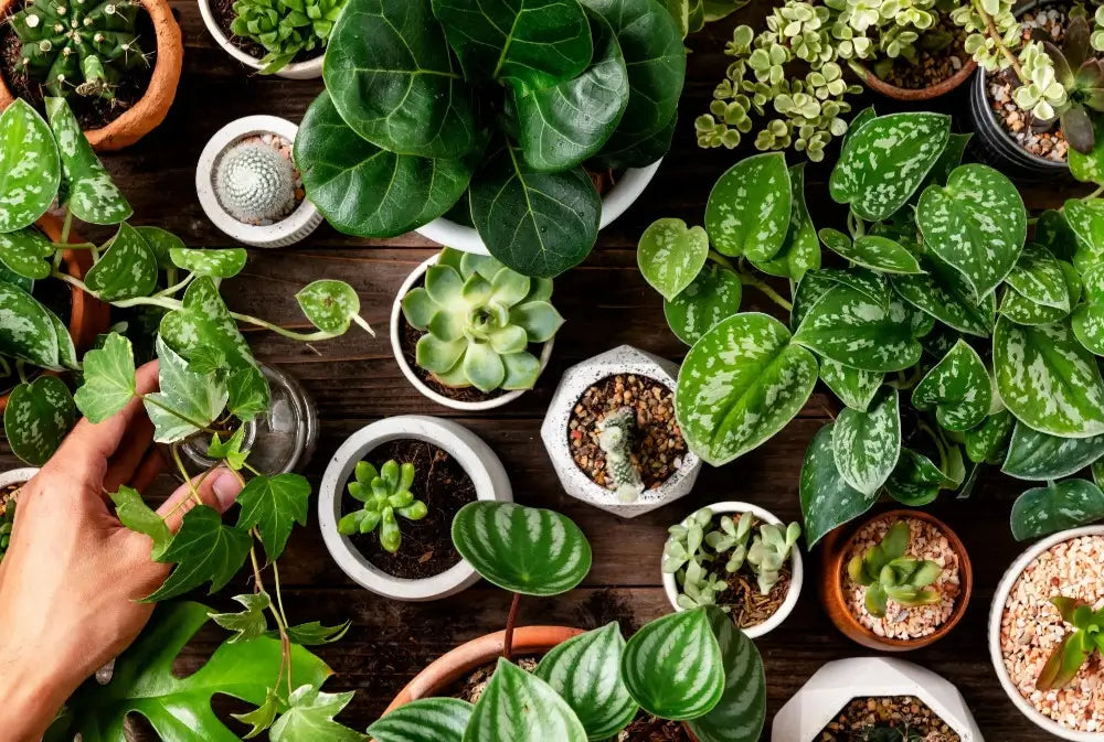 Collection of various potted plants on a wooden surface.