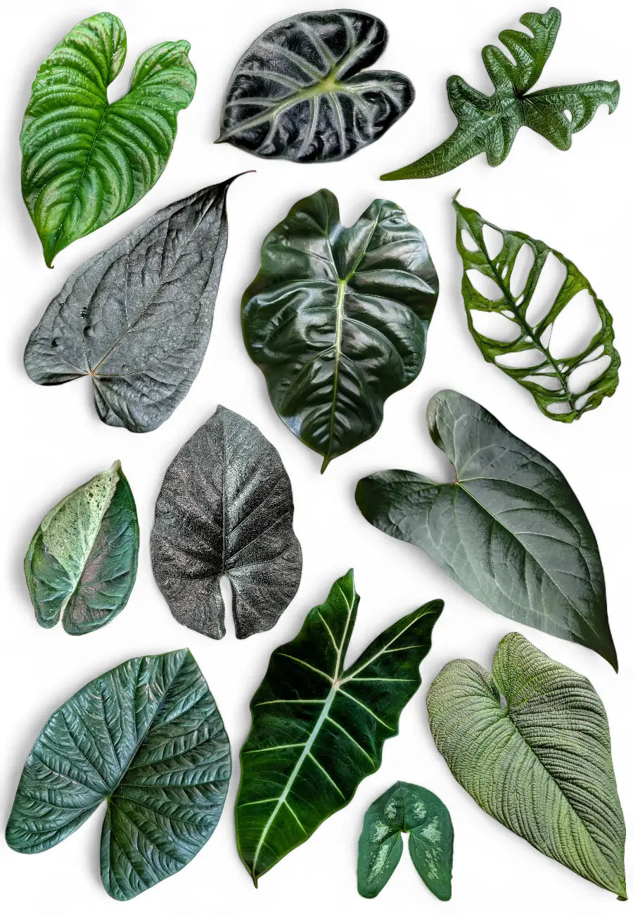 Collection of various tropical leaves on a white background - Alocasia, Anthurium, Philodendron, Monstera.