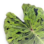 Colocasia esculenta 'Mojito' leaf detail on white background.