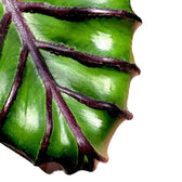 Colocasia esculenta 'Pharaoh's Mask' leaf detail on white background.