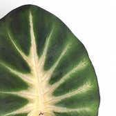 Colocasia esculenta 'Tropical storm' leaf close-up on white background.