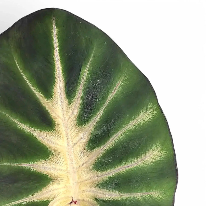 Colocasia esculenta 'Tropical storm' leaf close-up on white background.