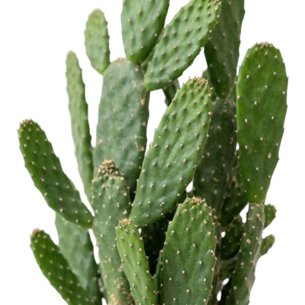 Close-up of Consolea rubescens showing a flattened green cactus pad with small areoles