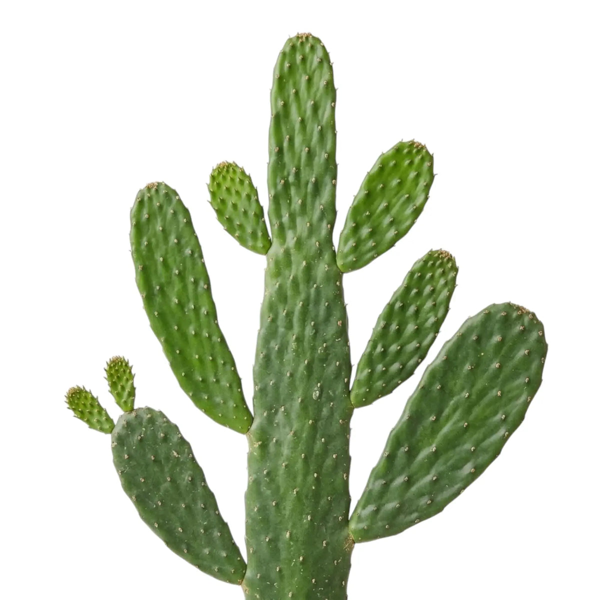 Close-up of a flattened green Consolea rubescens cactus pad