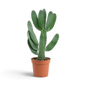 Potted Consolea rubescens with an upright branching form and broad segmented green pads