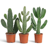 Consolea rubescens with irregular flattened cactus pads growing from an upright central stem