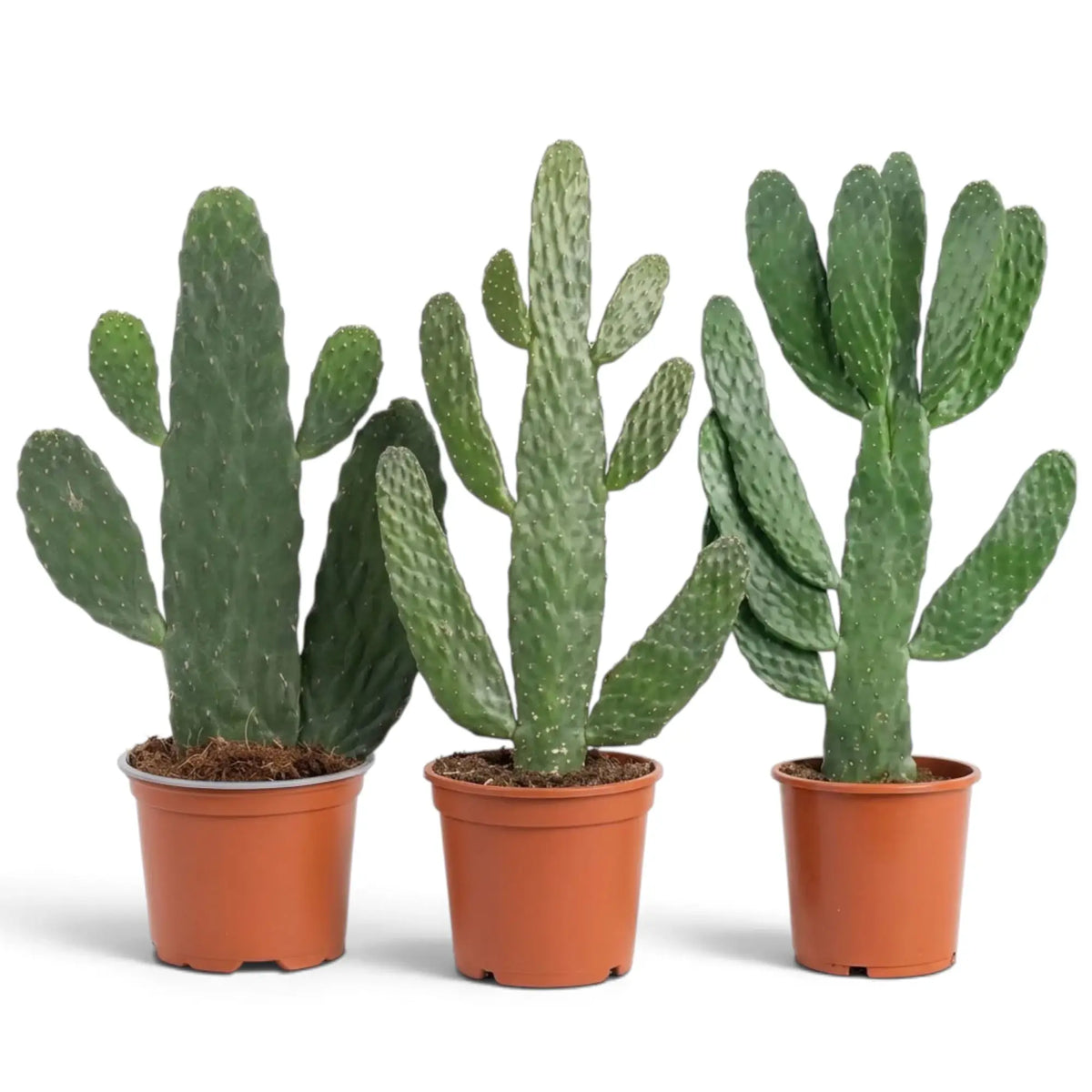 Consolea rubescens with irregular flattened cactus pads growing from an upright central stem