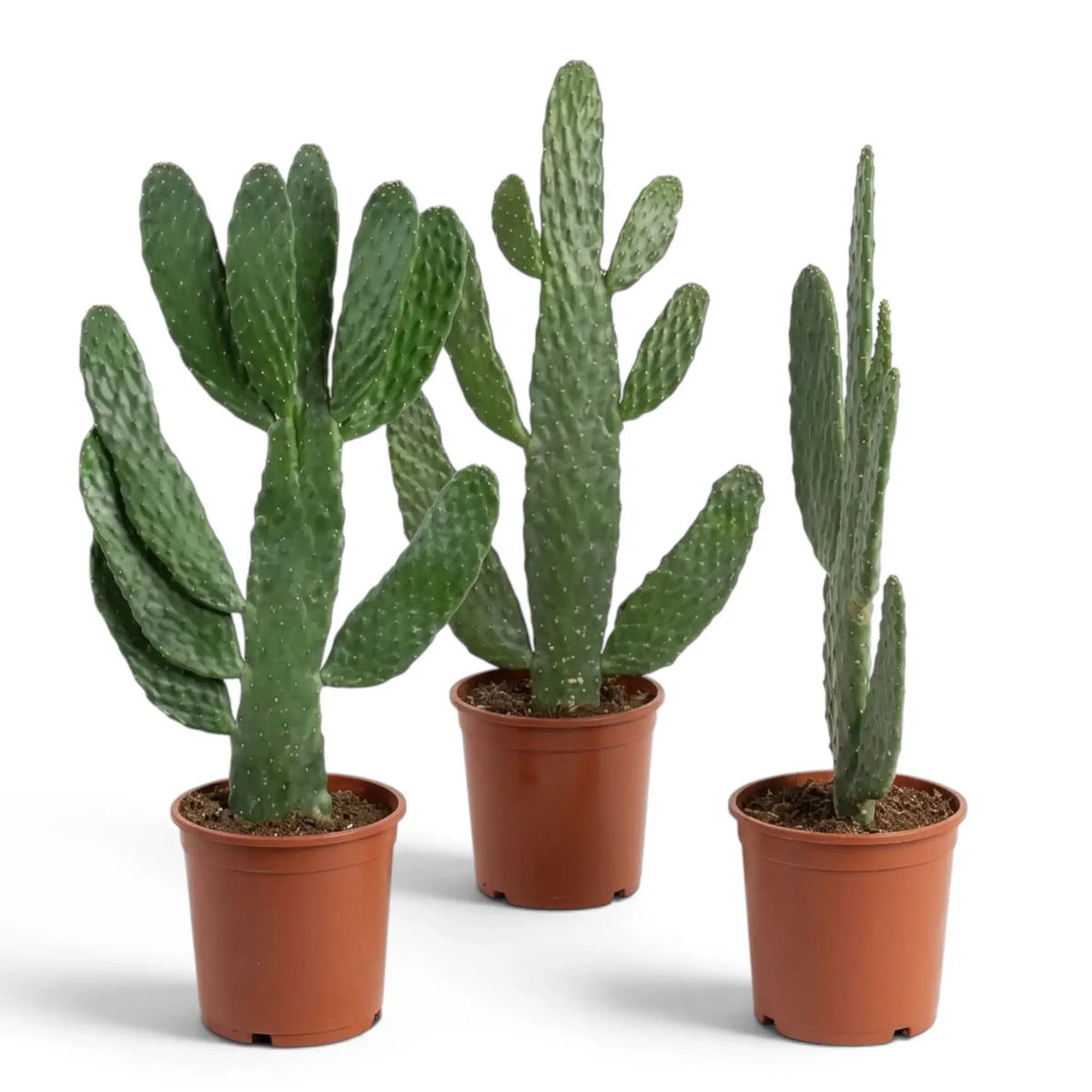 Potted Consolea rubescens with upright paddle-shaped green stem segments