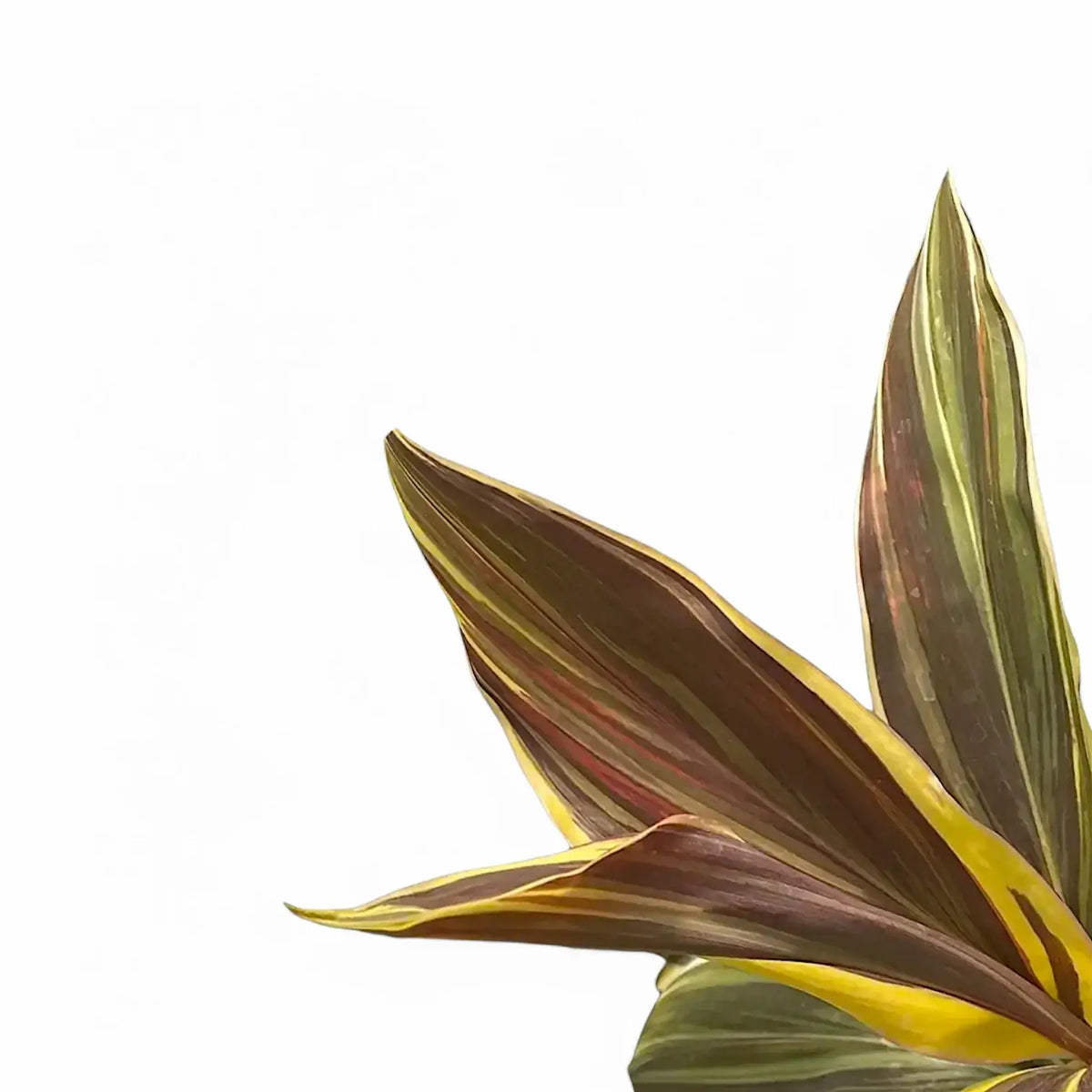 Cordyline fruticosa 'Chocolate Queen' – Blattdetail vor weißem Hintergrund..