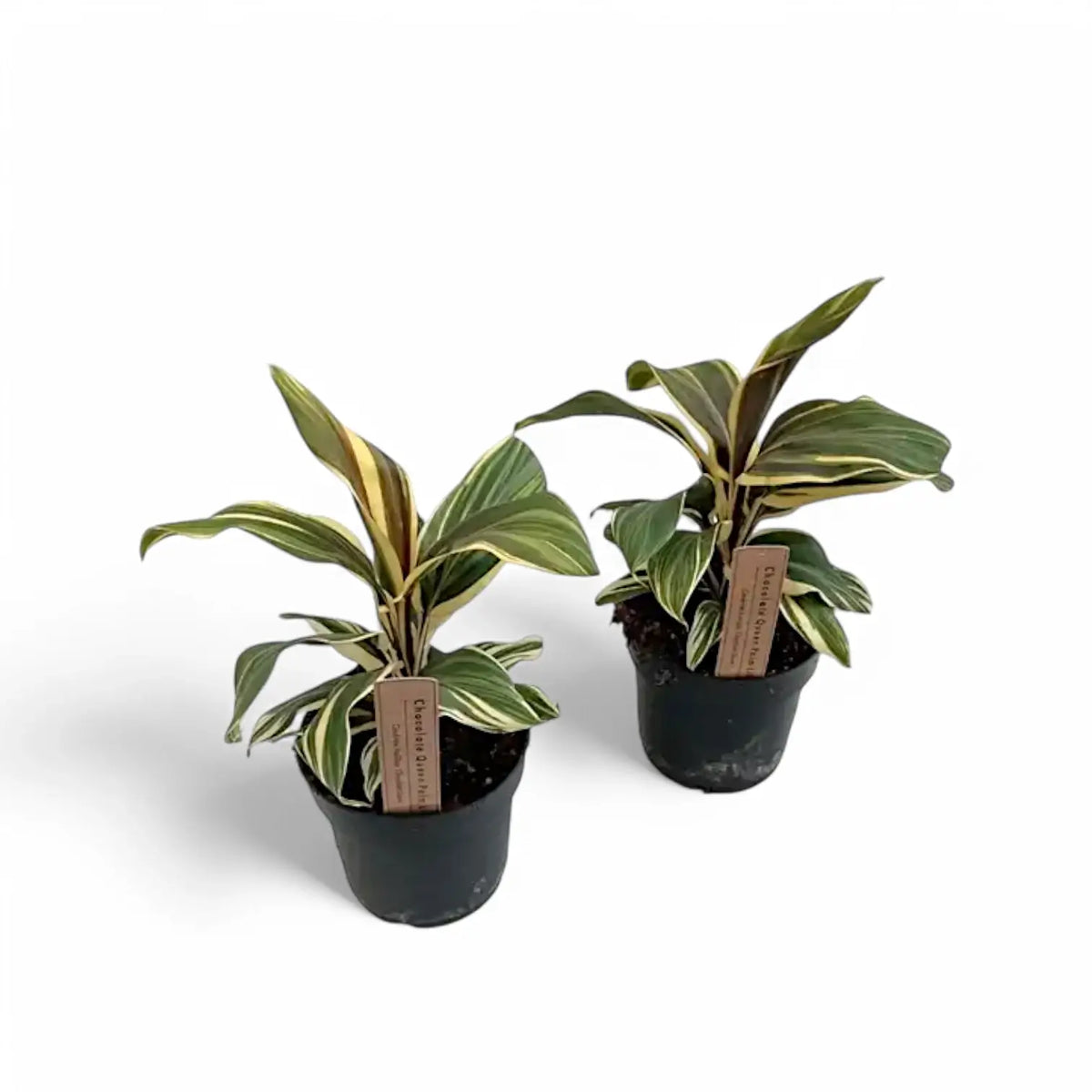 Cordyline fruticosa 'Chocolate Queen' Zimmerpflanze im Anzuchttopf vor weißem Hintergrund, Produktfoto 2.