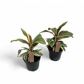 Cordyline fruticosa 'Chocolate Queen' Zimmerpflanze im Anzuchttopf vor weißem Hintergrund, Produktfoto 2.