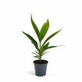 Cordyline fruticosa 'Conga' Zimmerpflanze im Anzuchttopf vor weißem Hintergrund, Produktfoto 2.