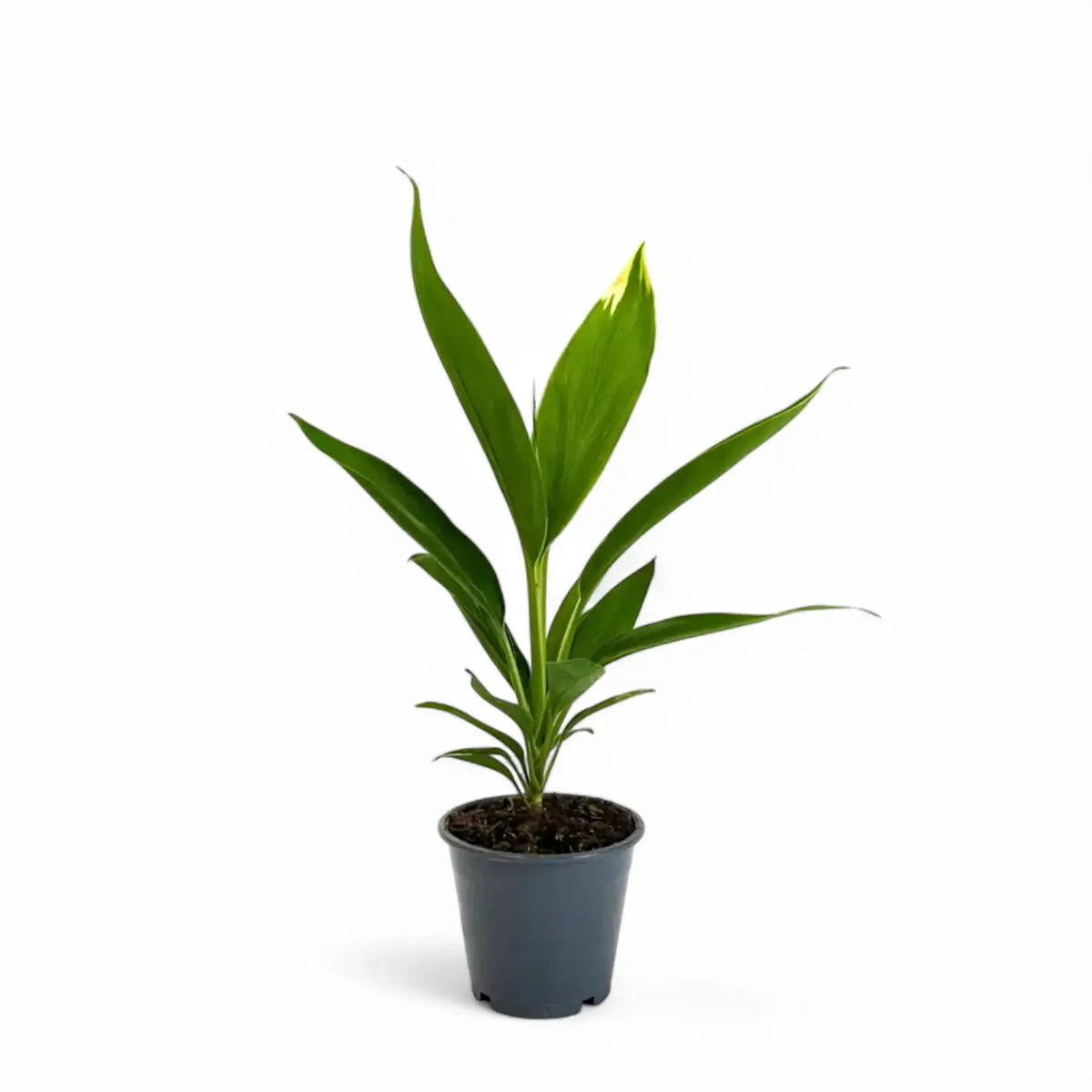 Cordyline fruticosa 'Conga' Zimmerpflanze im Anzuchttopf vor weißem Hintergrund, Produktfoto 2.