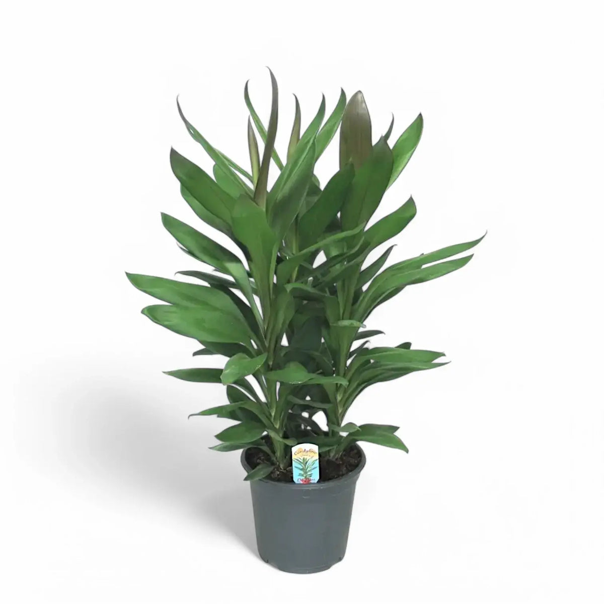 Cordyline fruticosa 'Glauca' Zimmerpflanze im Anzuchttopf vor weißem Hintergrund, Produktfoto 5.