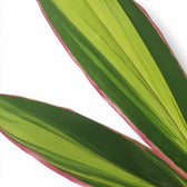 Cordyline fruticosa 'Kiwi' – Blattdetail vor weißem Hintergrund..