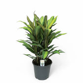 Cordyline fruticosa 'Kiwi' Zimmerpflanze im Anzuchttopf vor weißem Hintergrund, Produktfoto 5.