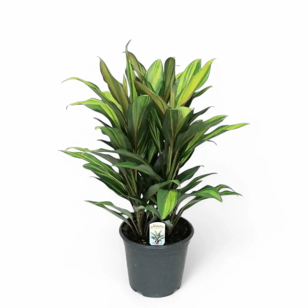 Cordyline fruticosa 'Kiwi' Zimmerpflanze im Anzuchttopf vor weißem Hintergrund, Produktfoto 5.