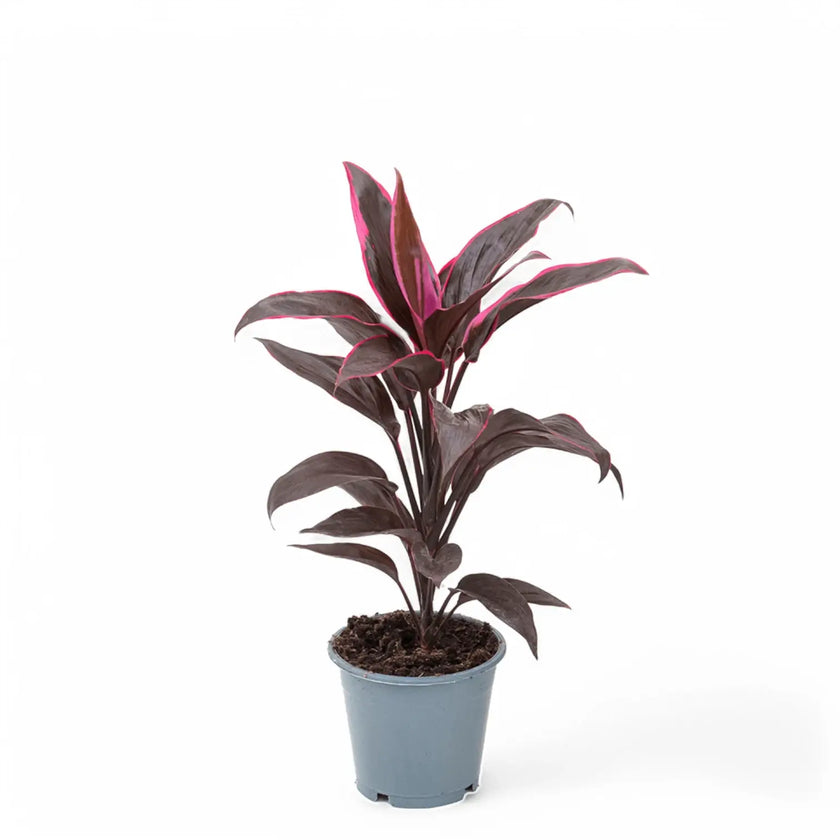 Cordyline fruticosa 'Mambo' Zimmerpflanze im Anzuchttopf vor weißem Hintergrund, Produktfoto 2.