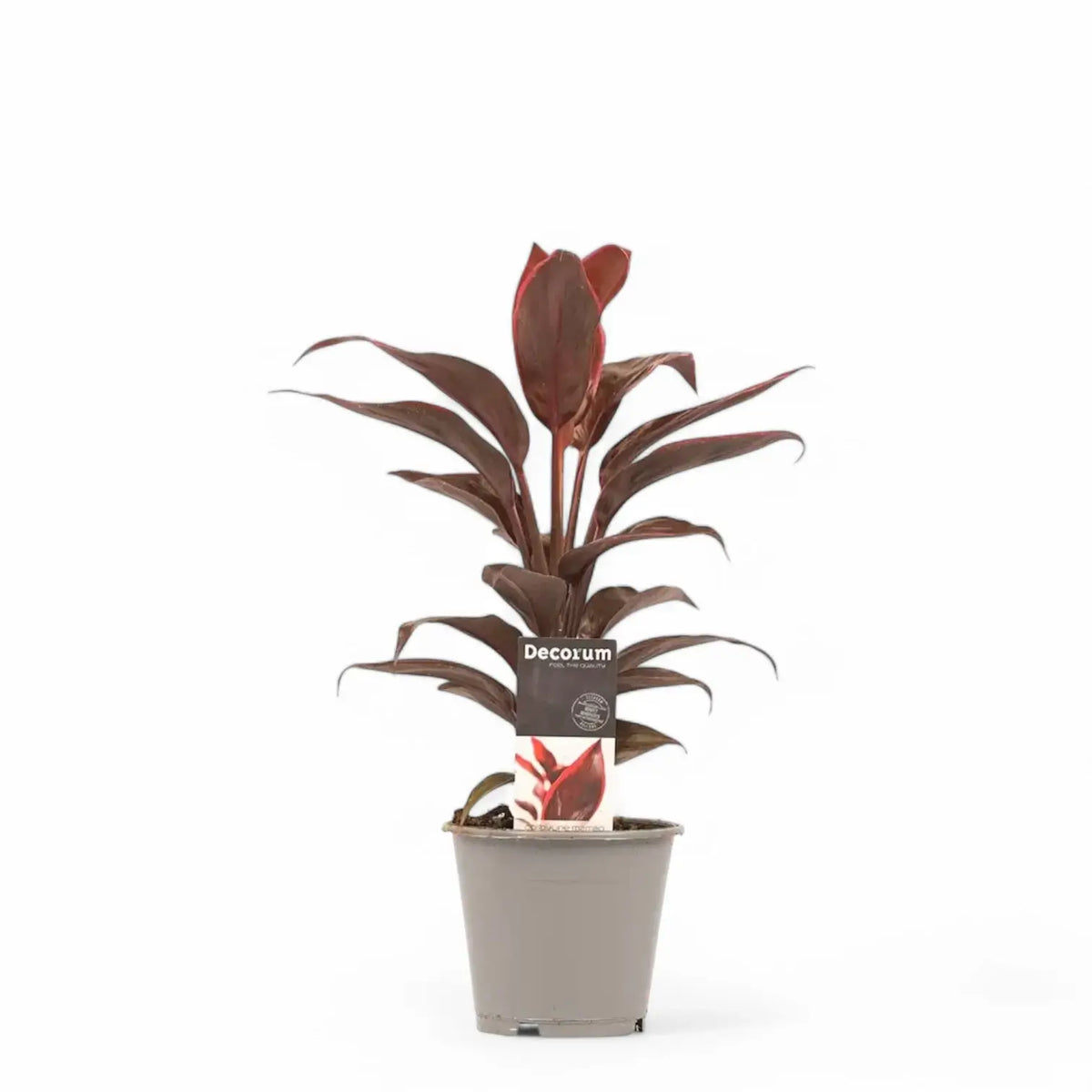 Cordyline fruticosa 'Mambo' Zimmerpflanze im Anzuchttopf vor weißem Hintergrund, Produktfoto 4.