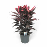 Cordyline fruticosa 'Mambo' Zimmerpflanze im Anzuchttopf vor weißem Hintergrund, Produktfoto 6.