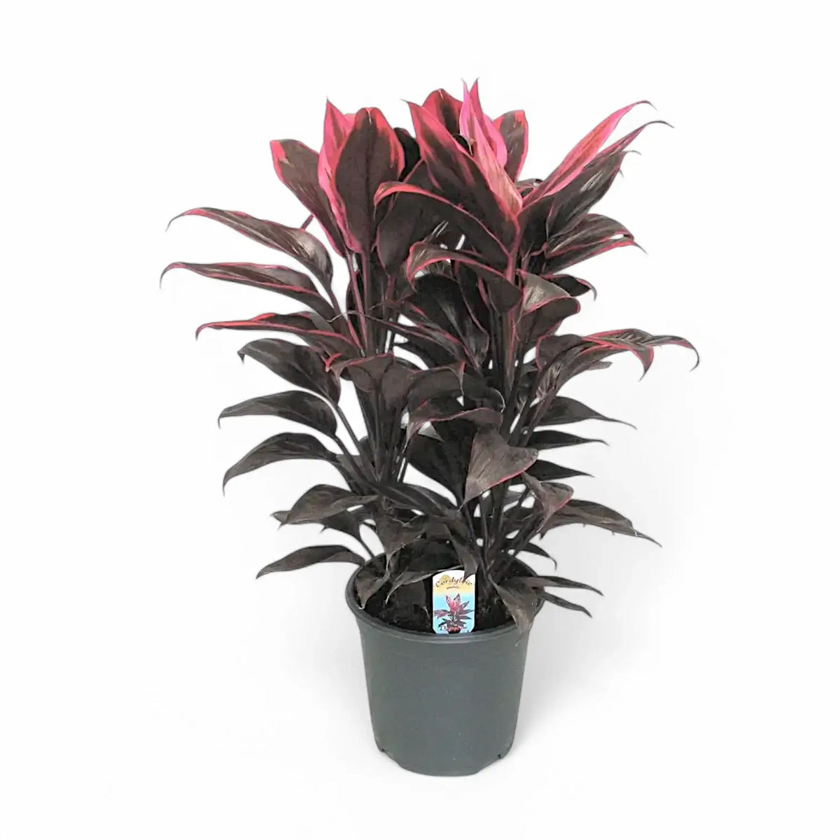 Cordyline fruticosa 'Mambo' Zimmerpflanze im Anzuchttopf vor weißem Hintergrund, Produktfoto 6.