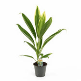 Cordyline fruticosa 'New Conga' potted plant in nursery pot on white background.