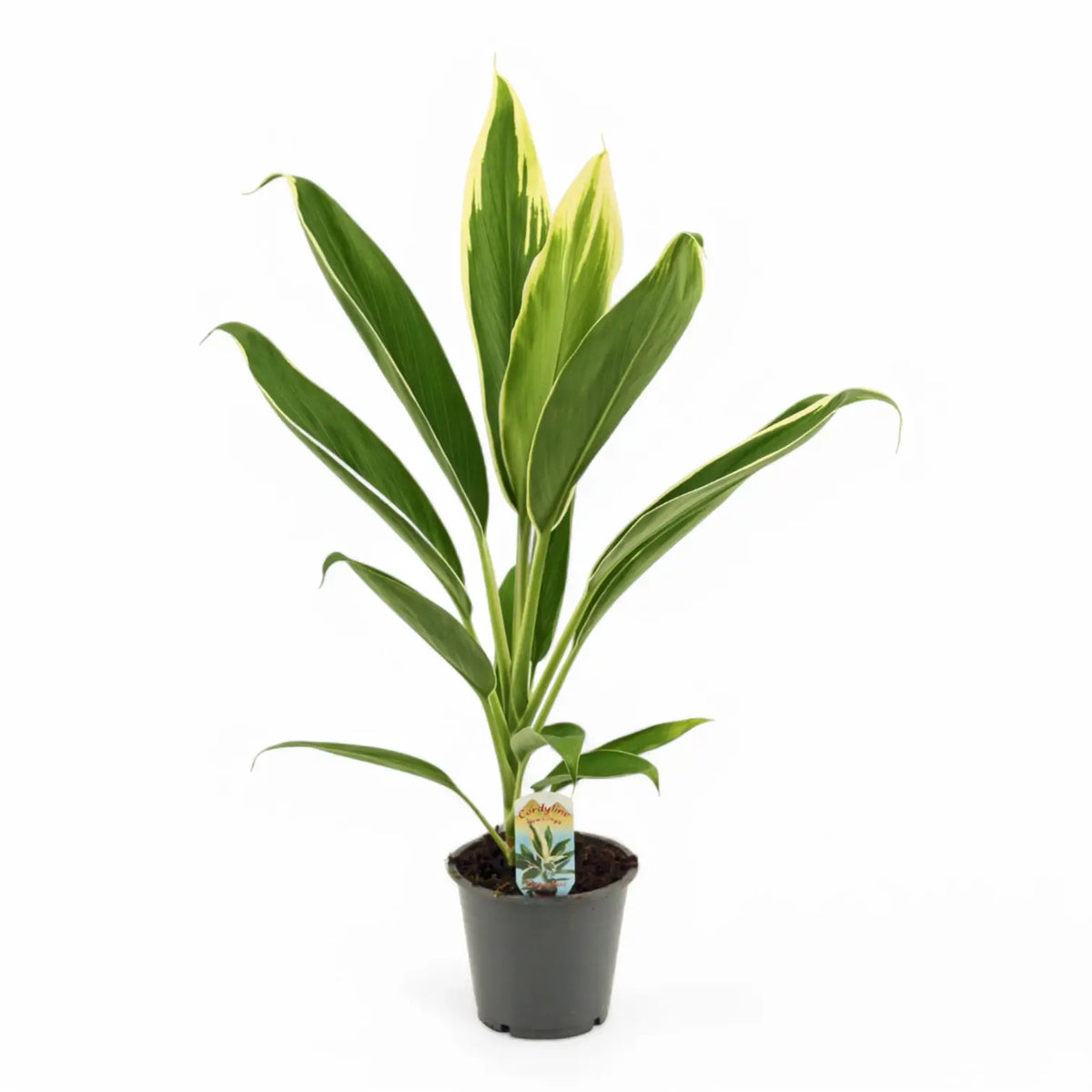 Cordyline fruticosa 'New Conga' potted plant in nursery pot on white background.