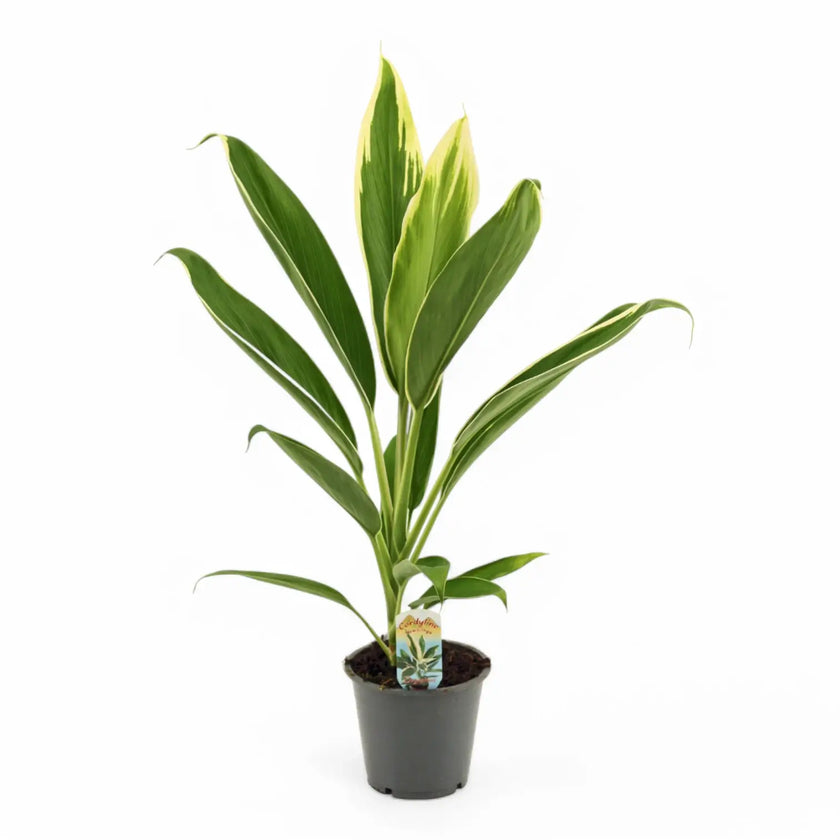 Cordyline fruticosa 'New Conga' Zimmerpflanze im Anzuchttopf vor weißem Hintergrund, Produktfoto 2.