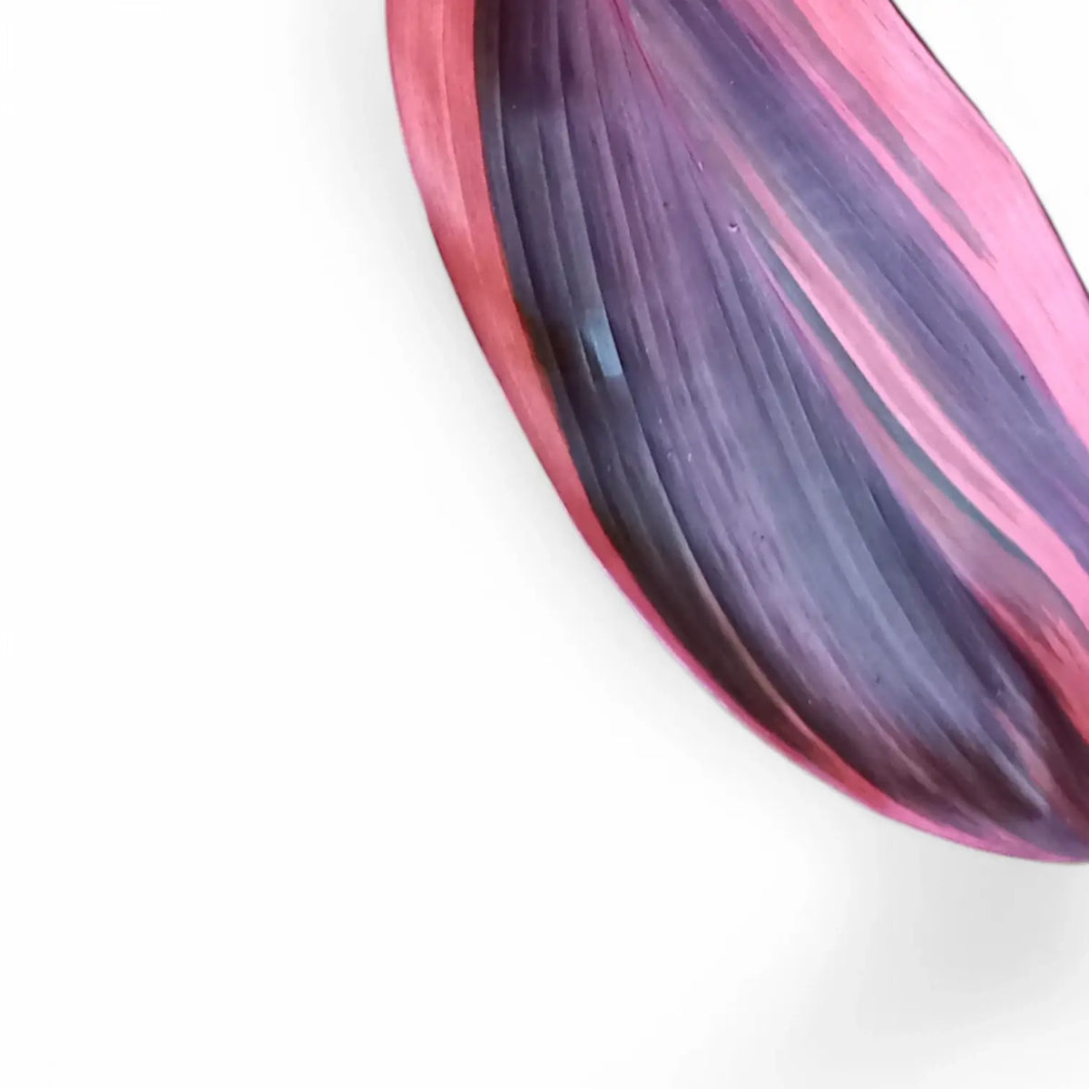 Cordyline fruticosa 'Pink Champion' close-up of leaf on white background.