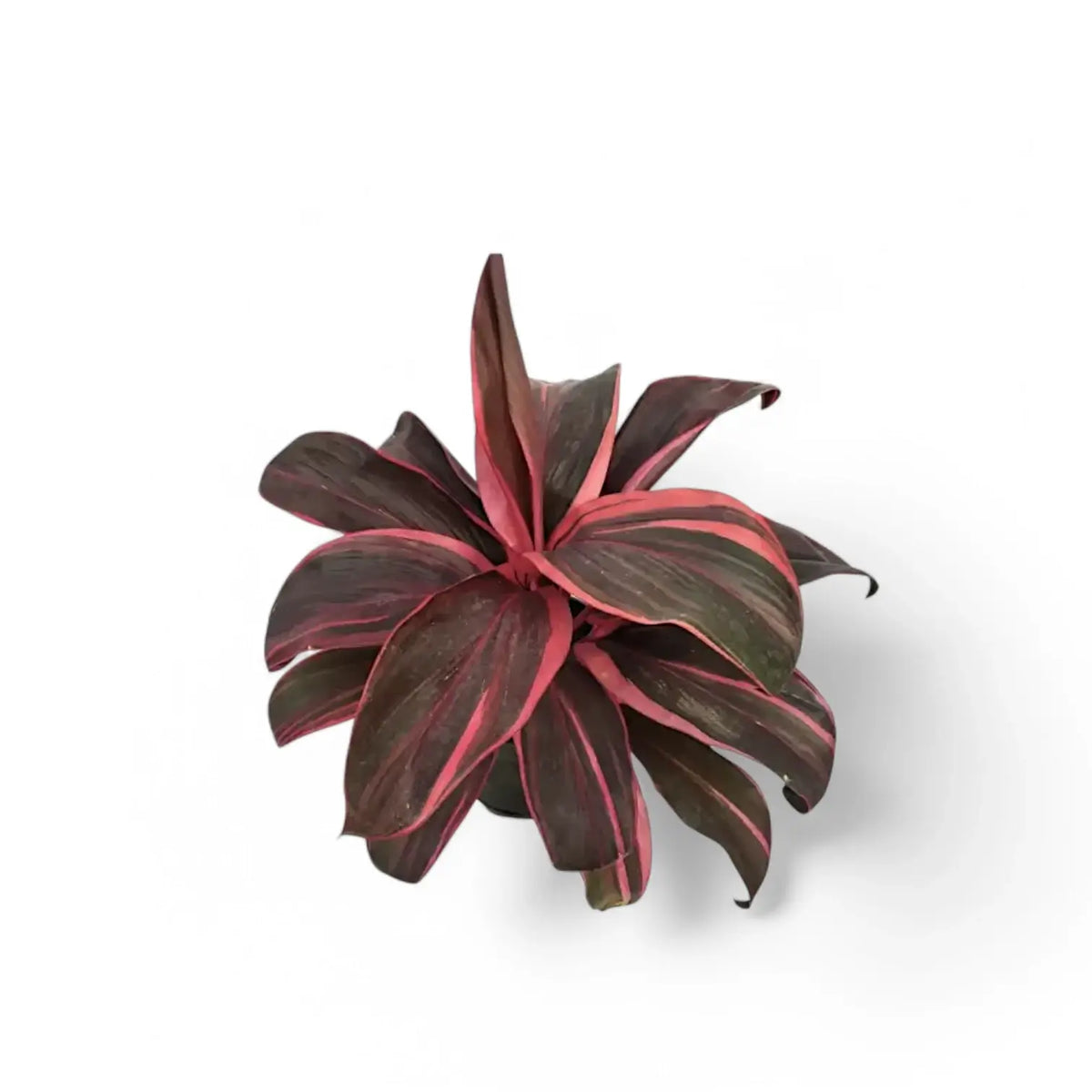 Cordyline fruticosa 'Pink Champion' potted plant in nursery pot on white background.