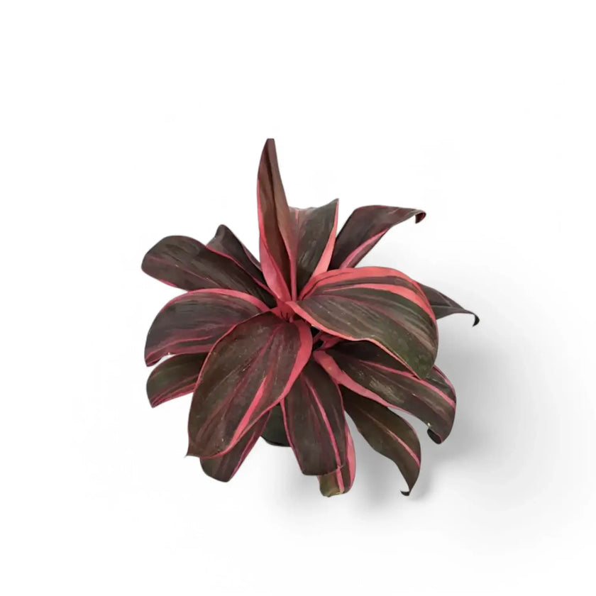 Cordyline fruticosa 'Pink Champion' Zimmerpflanze im Anzuchttopf vor weißem Hintergrund, Produktfoto 2.