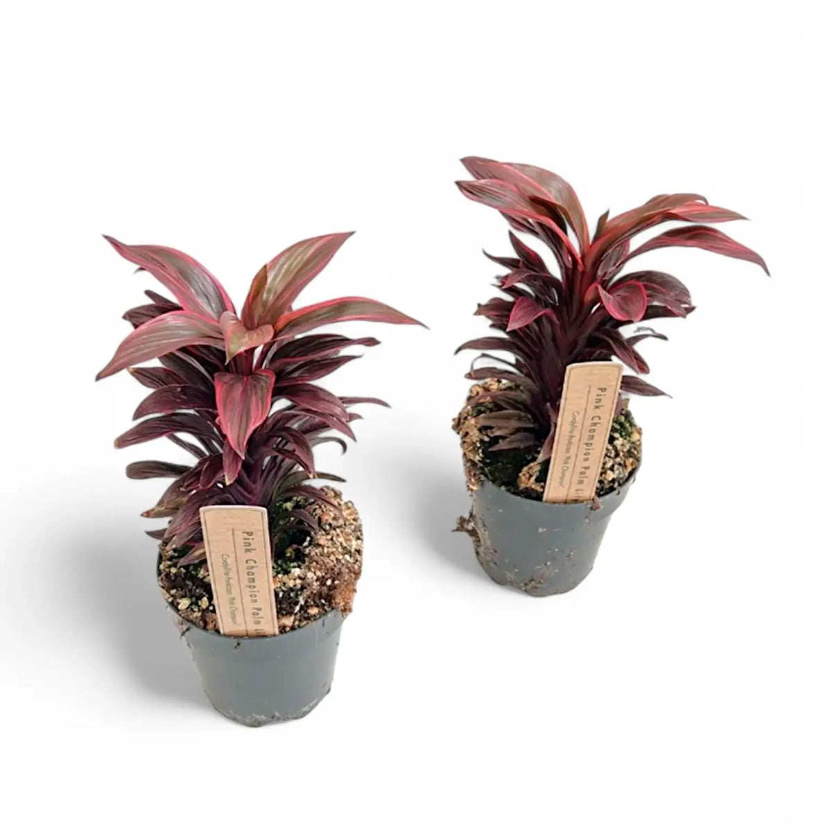 Cordyline fruticosa 'Pink Champion' potted plant in nursery pot on white background.