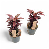 Cordyline fruticosa 'Pink Champion' potted plant in nursery pot on white background.