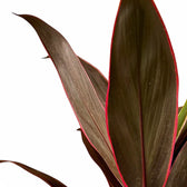 Cordyline fruticosa 'Rumba' – Blattdetail vor weißem Hintergrund..