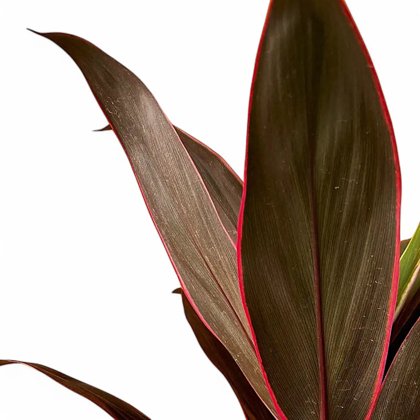 Cordyline fruticosa 'Rumba' – Blattdetail vor weißem Hintergrund..