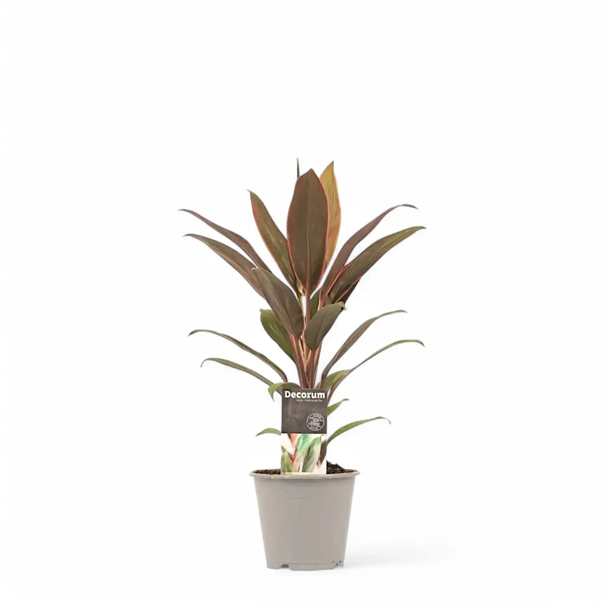 Cordyline fruticosa 'Rumba' Zimmerpflanze im Anzuchttopf vor weißem Hintergrund, Produktfoto 2.