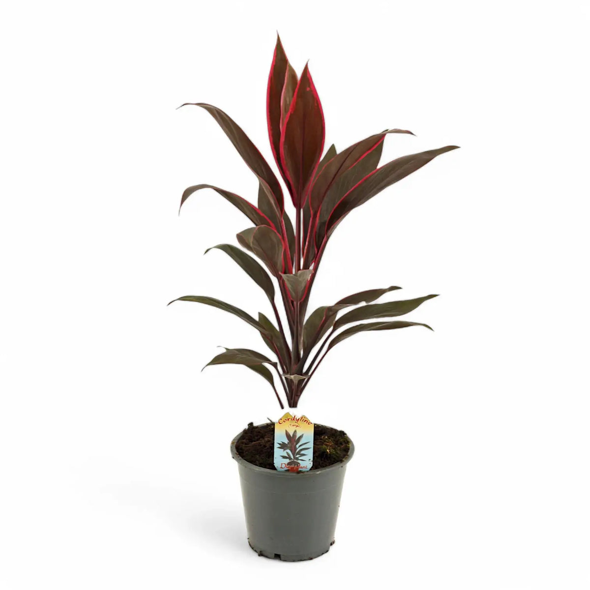 Cordyline fruticosa 'Tango' Zimmerpflanze im Anzuchttopf vor weißem Hintergrund, Produktfoto 3.