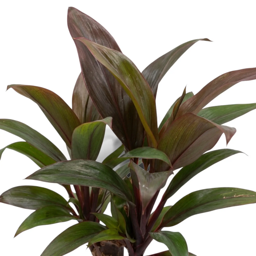 Close-up of Cordyline fruticosa ‘Purple Compacta’ showing short broad burgundy leaves