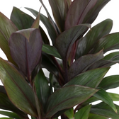 Blattdetail von Cordyline fruticosa ‘Purple Compacta’ mit dicht stehenden purpurroten Blättern