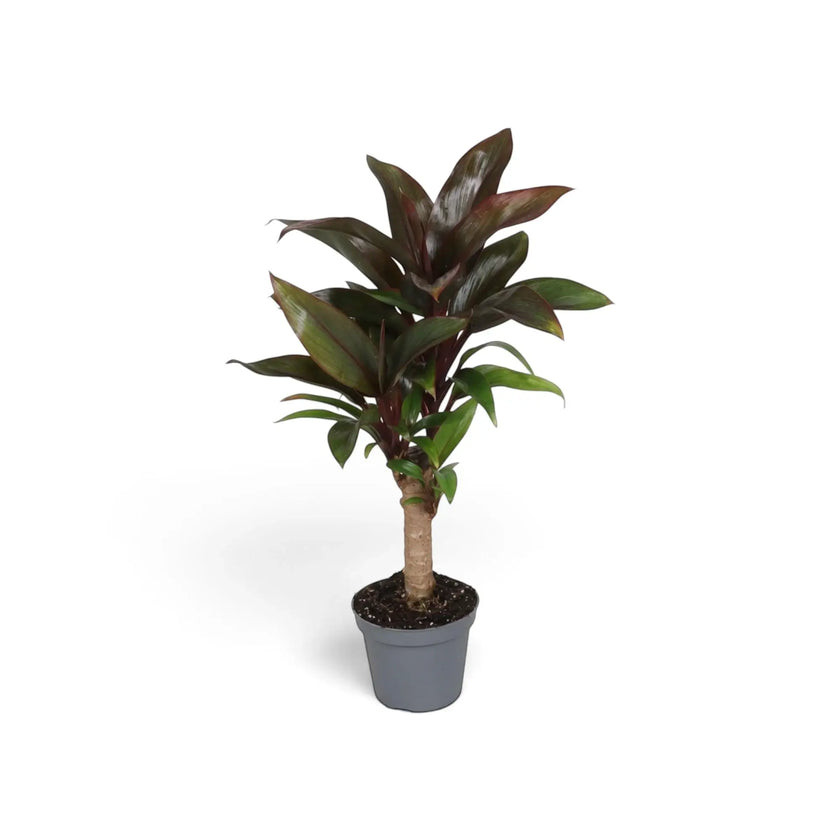 Cordyline fruticosa ‘Purple Compacta’ in a nursery pot, with dense short burgundy leaves