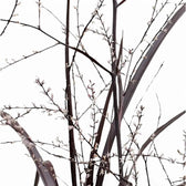 Cordyline x 'Festival Burgundy' close-up of leaf on white background.