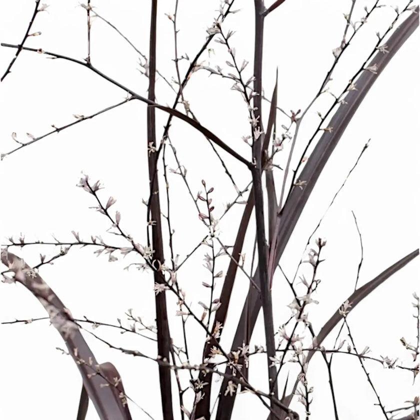 Cordyline x 'Festival Burgundy' – Blattdetail vor weißem Hintergrund..