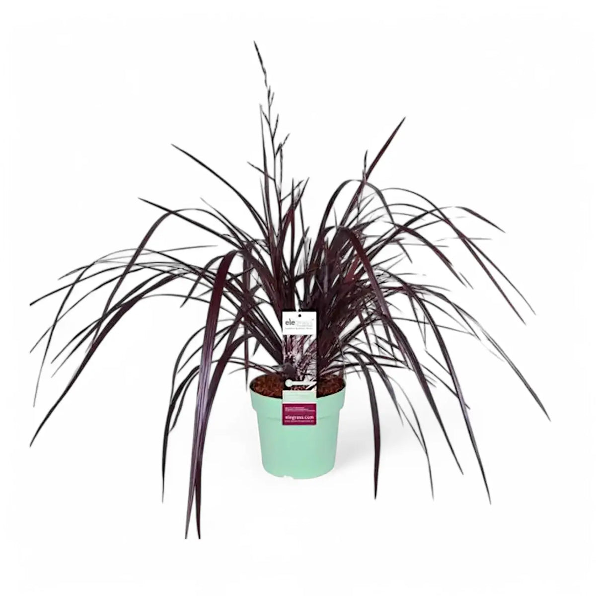 Cordyline x 'Festival Burgundy' potted plant in nursery pot on white background.