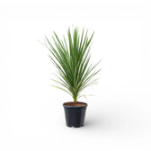 Cordyline australis als Topfpflanze im Kulturtopf vor weißem Hintergrund.