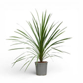 Cordyline australis als Topfpflanze im Kulturtopf vor weißem Hintergrund.
