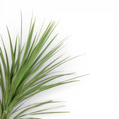 Cordyline australis als Topfpflanze im Kulturtopf vor weißem Hintergrund.