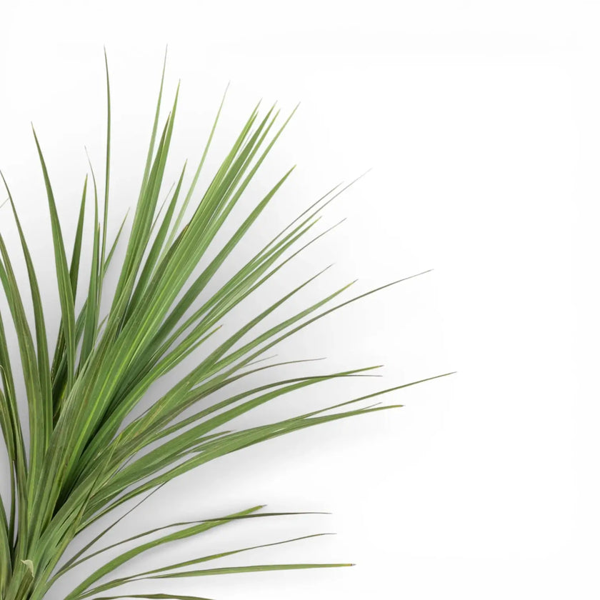 Cordyline australis als Topfpflanze im Kulturtopf vor weißem Hintergrund.